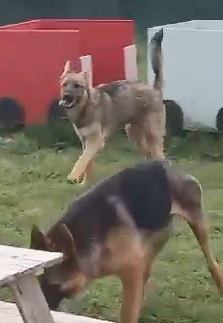 BOBB, fantastico cucciolone diversamente abile Foto 7